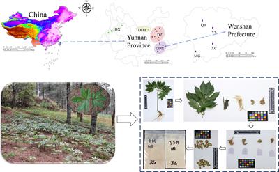 Study of the suitable climate factors and geographical origins traceability of Panax notoginseng based on correlation analysis and spectral images combined with machine learning